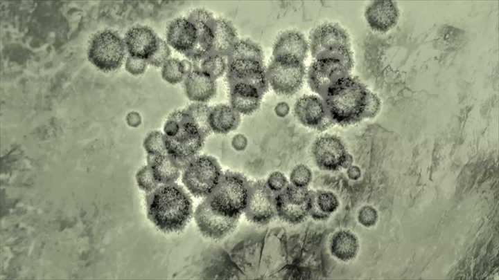 Nová záhrada - škodcovia